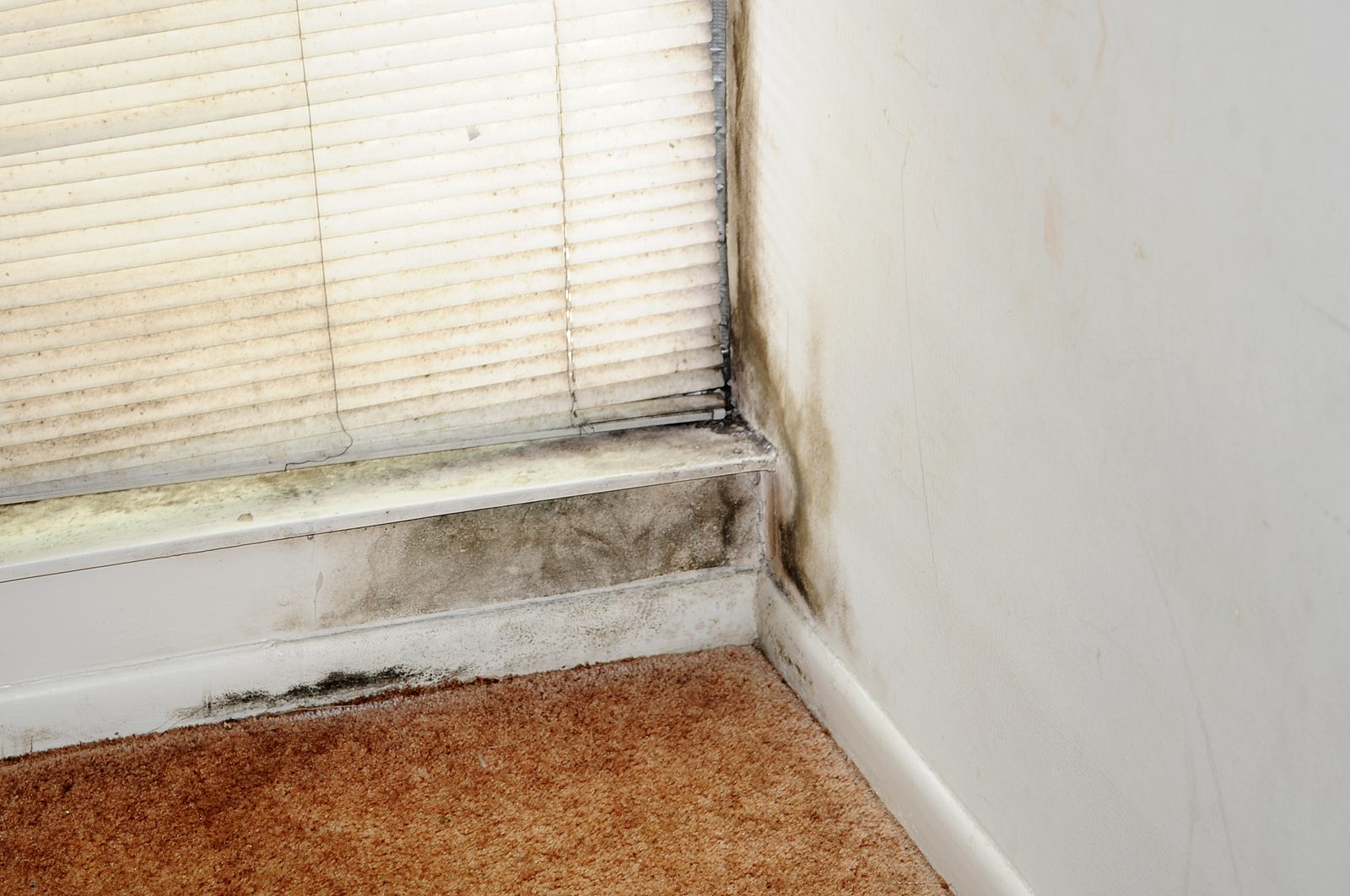 Mold growth on the lower wall and baseboard under a window